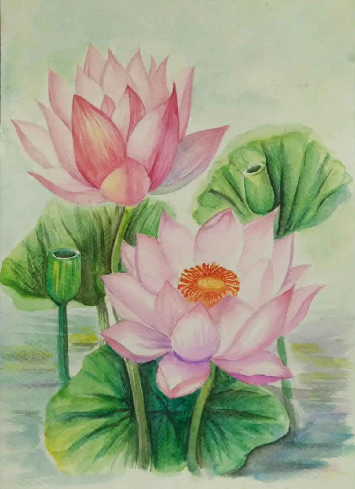 Lotus Drawing